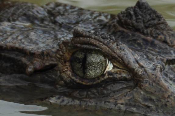 Olho sempre atento de um jacaré no Hato El Cedral, na região dos llanos venezuelanos, perto da cidade de Mantecal
